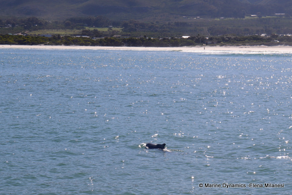 Humpback dolphin, South Africa 
